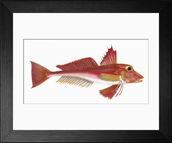 Framed Print : Trigla cuculus, or Blochs Gurnard Framed Print : Trigla cuculus, or Blochs Gurnard