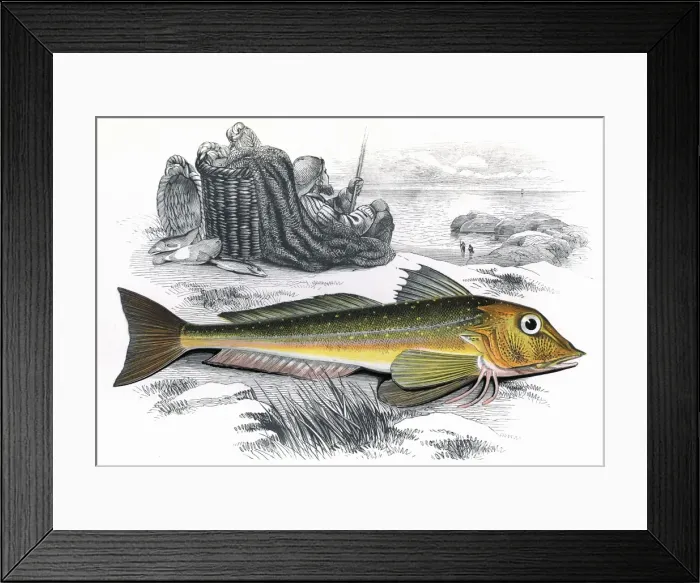 Framed Print : Eutrigla gurnardus, or Grey Gurnard Framed Print : Eutrigla gurnardus, or Grey Gurnard