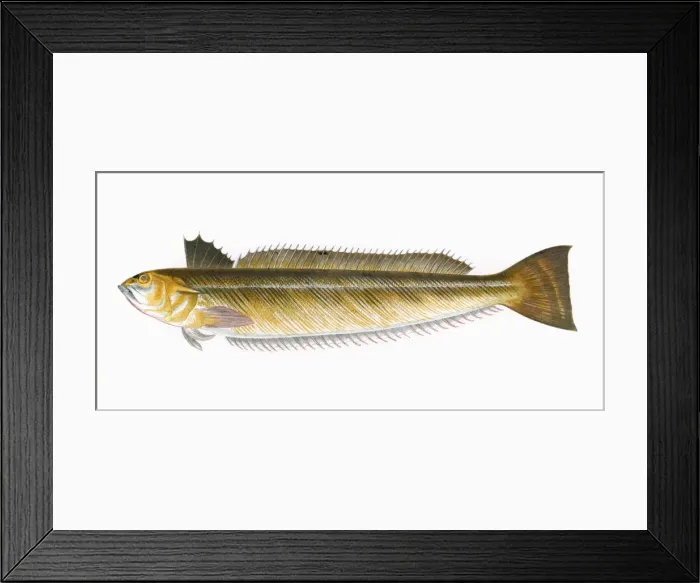 Framed Print : Melanogrammus aeglefinus, or Haddock Framed Print : Melanogrammus aeglefinus, or Haddock