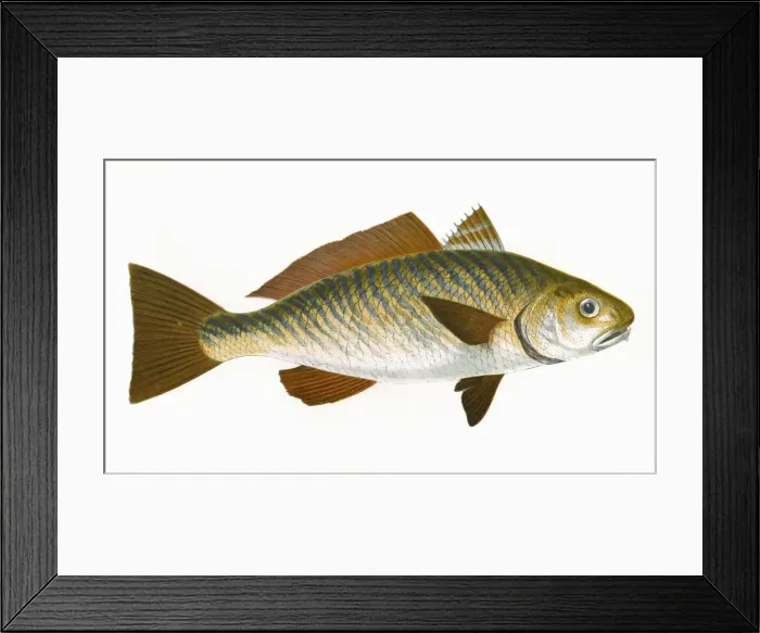 Framed Print : Umbrina cirrosa Framed Print : Umbrina cirrosa