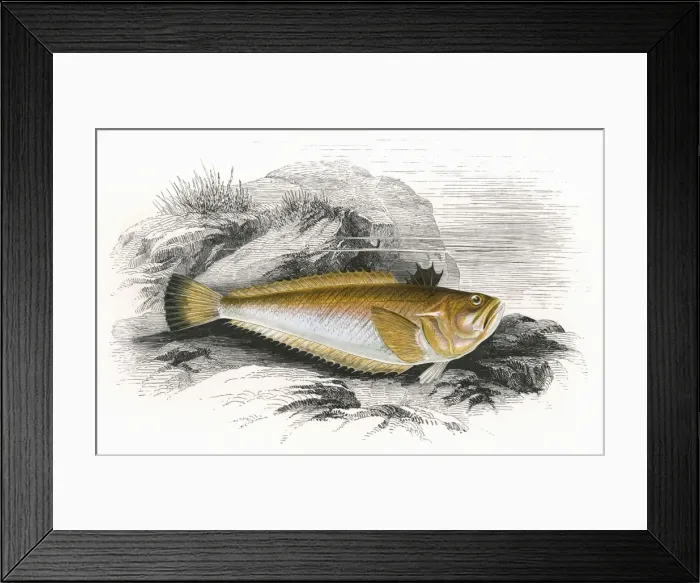 Framed Print : Echiichthys vipera, or Lesser Weever Framed Print : Echiichthys vipera, or Lesser Weever