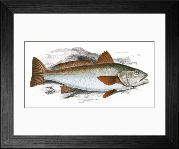 Framed Print : Sciaena umbra, or Shade Fish Framed Print : Sciaena umbra, or Shade Fish