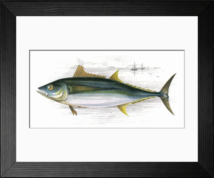 Framed Print : Orcynus germon, or Long-Finned Tunny Framed Print : Orcynus germon, or Long-Finned Tunny