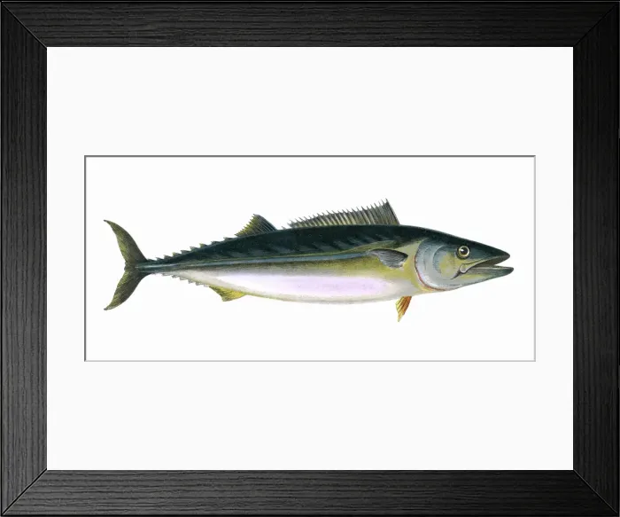 Framed Print : Sarda sarda, or Pelamis sarda Framed Print : Sarda sarda, or Pelamis sarda