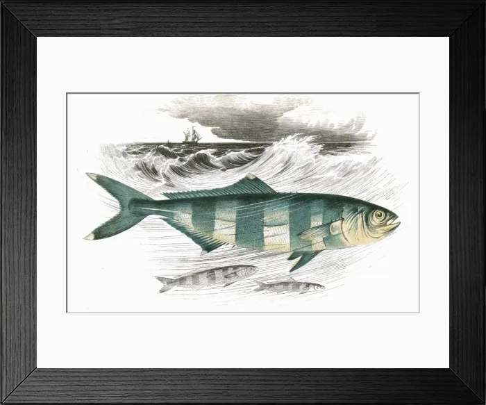 Framed Print : Naucrates ductor, or Pilot Fish Framed Print : Naucrates ductor, or Pilot Fish