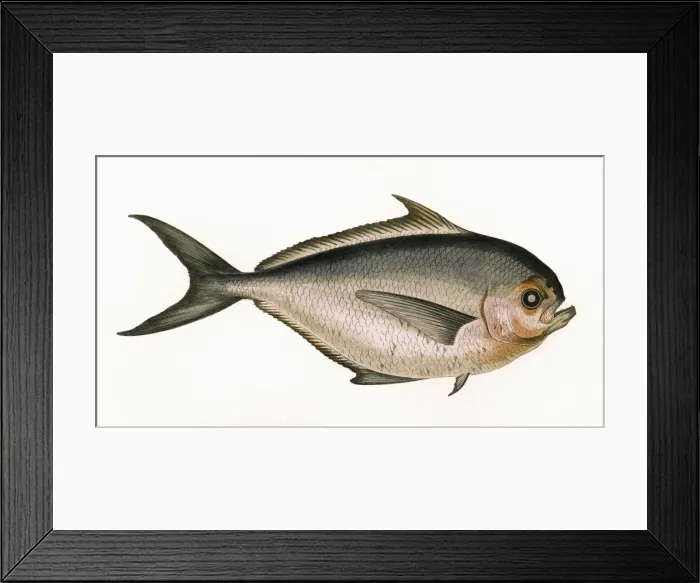 Framed Print : Brama raii, or Rays Bream