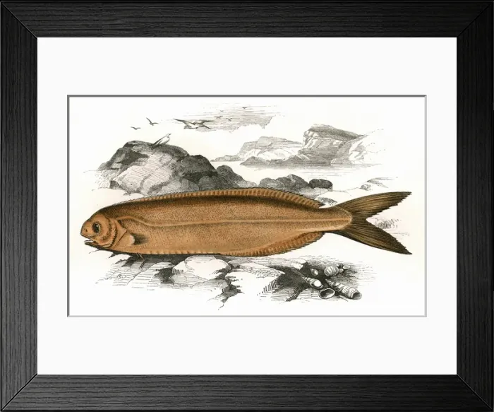 Framed Print : Centrolophus Britannicus, or Cornish Centrolophus Framed Print : Centrolophus Britannicus, or Cornish Centrolophus
