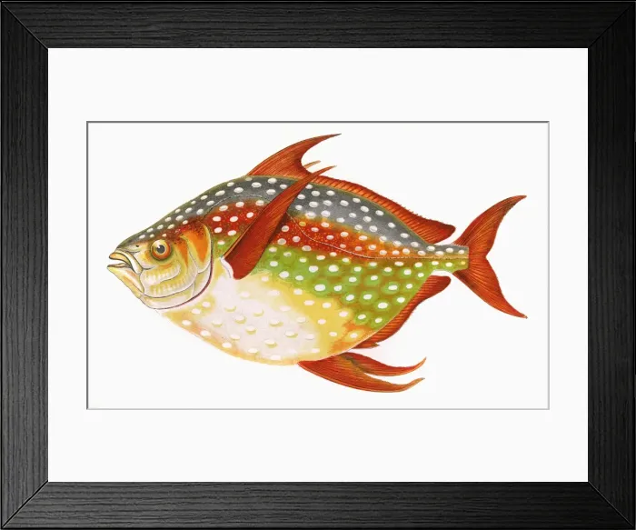 Framed Print : Lampris guttatus, or Opah Framed Print : Lampris guttatus, or Opah