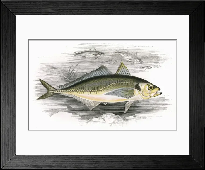 Framed Print : Decapterus macarellus, or Mackerel Scad Framed Print : Decapterus macarellus, or Mackerel Scad