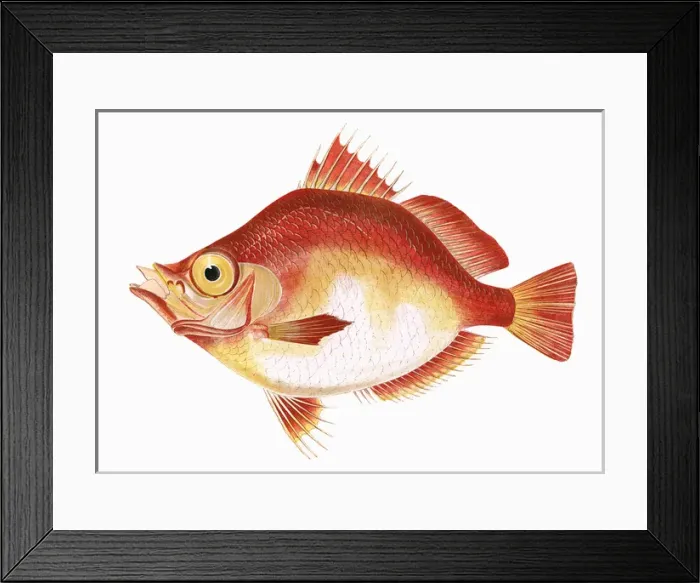 Framed Print : Capros aper, or Boarfish Framed Print : Capros aper, or Boarfish