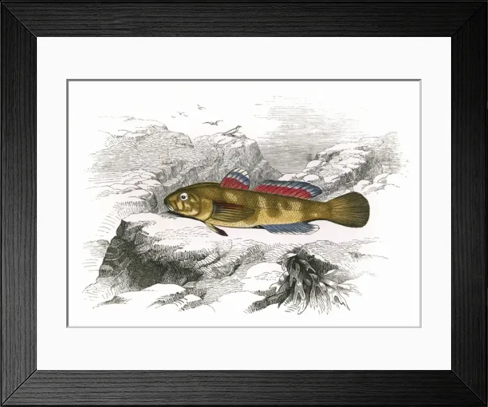 Framed Print : Gobius paganellus, or Rock Goby