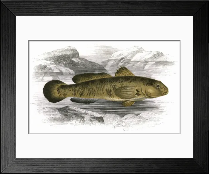 Framed Print : Gobius paganellus, or Rock Goby Framed Print : Gobius paganellus, or Rock Goby