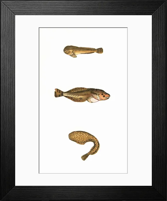 Framed Print : Montagus Sucker and Network Sucker Framed Print : Montagus Sucker and Network Sucker