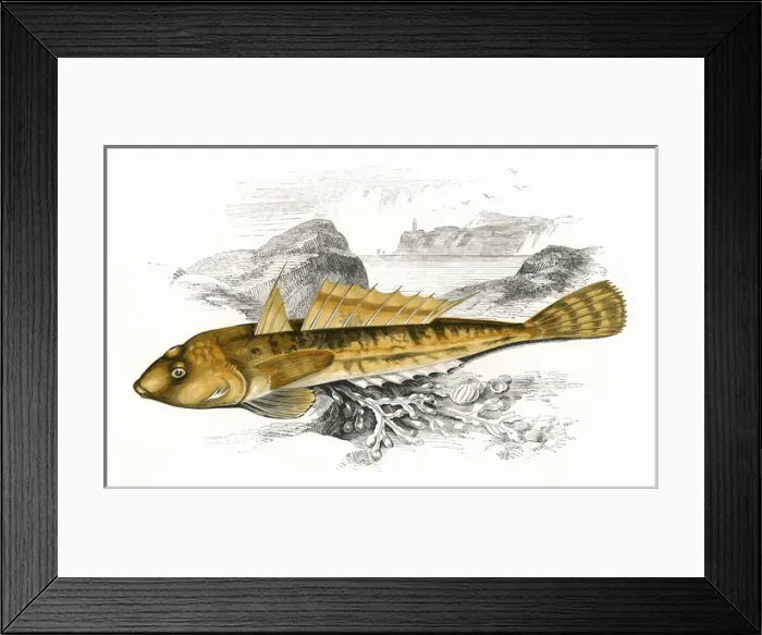Framed Print : Icelinus burchami, or Dusky Sculpin Framed Print : Icelinus burchami, or Dusky Sculpin