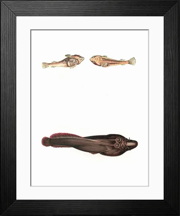 Framed Print : Cornish Sucker and Doubly-Spotted Sucker Framed Print : Cornish Sucker and Doubly-Spotted Sucker