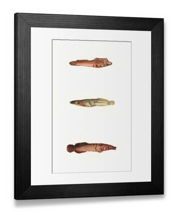 Framed Print : Broad-Finned, Tail-Spotted, and One-Spotted Goby Framed Print : Broad-Finned, Tail-Spotted, and One-Spotted Goby