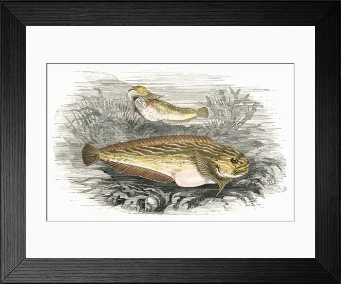 Framed Print : Liparis, or Sea Snail Framed Print : Liparis, or Sea Snail