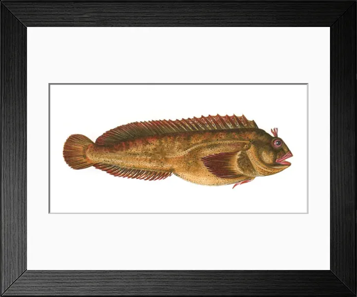 Framed Print : Parablennius gattorugine, or Tompot Blenny Framed Print : Parablennius gattorugine, or Tompot Blenny