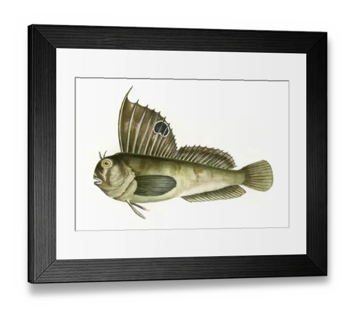 Framed Print : Blennius ocellaris, or Butterfly Blenny Framed Print : Blennius ocellaris, or Butterfly Blenny