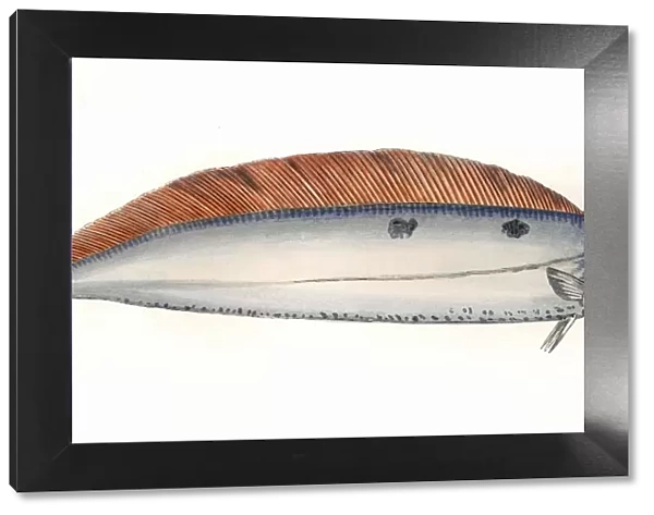 Trachipterus arcticus, or Dealfish