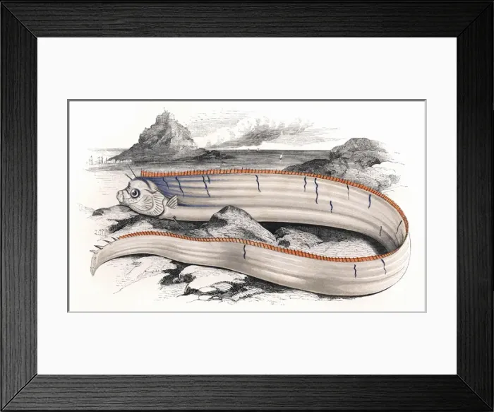 Framed Print : Regalecus Banskii, or Bankss Oarfish Framed Print : Regalecus Banskii, or Bankss Oarfish