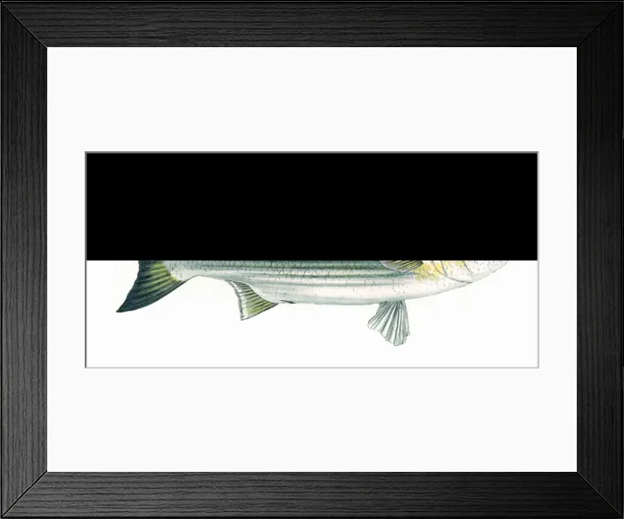 Framed Print : Mugil chelo, or Lesser Grey Mullet Framed Print : Mugil chelo, or Lesser Grey Mullet
