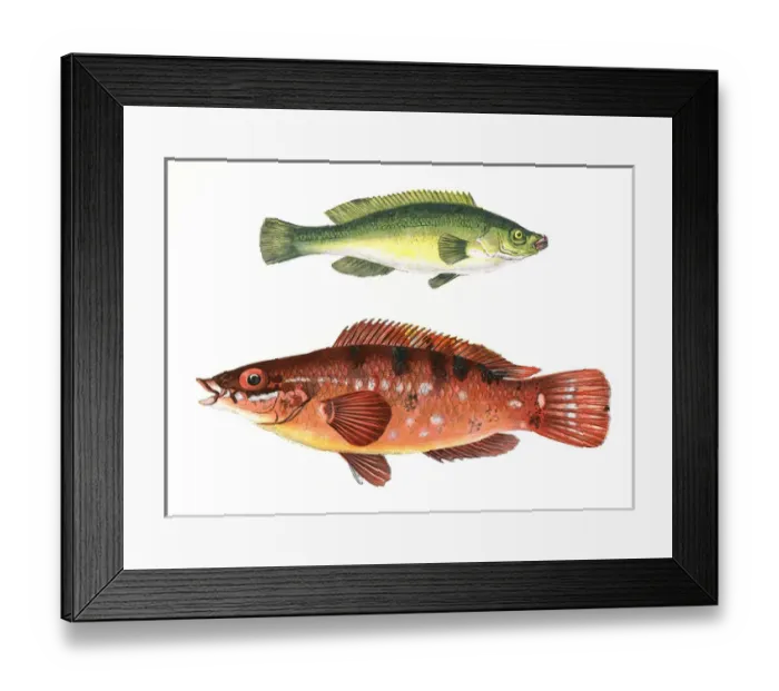 Framed Print : Green Wrasse and Comber Wrasse Framed Print : Green Wrasse and Comber Wrasse