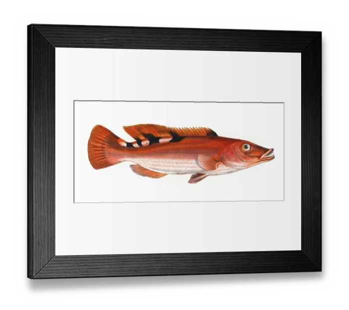 Framed Print : Labrus trimaculatus, or Three-Spotted Wrasse Framed Print : Labrus trimaculatus, or Three-Spotted Wrasse