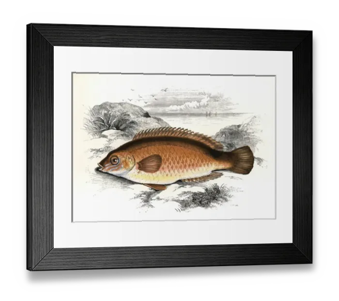 Framed Print : Centrolabrus exoletus, or Rock Cook Wrasse Framed Print : Centrolabrus exoletus, or Rock Cook Wrasse