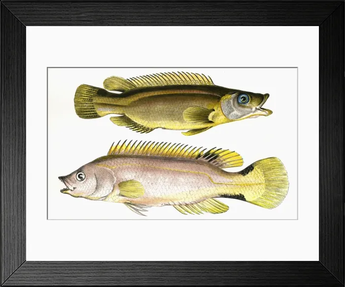Framed Print : Acantholabrus palloni, or Scale-Rayed Wrasse Framed Print : Acantholabrus palloni, or Scale-Rayed Wrasse