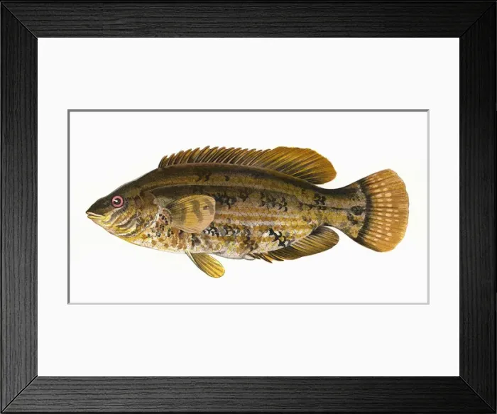 Framed Print : Symphodus bailloni, or Baillons Wrasse Framed Print : Symphodus bailloni, or Baillons Wrasse