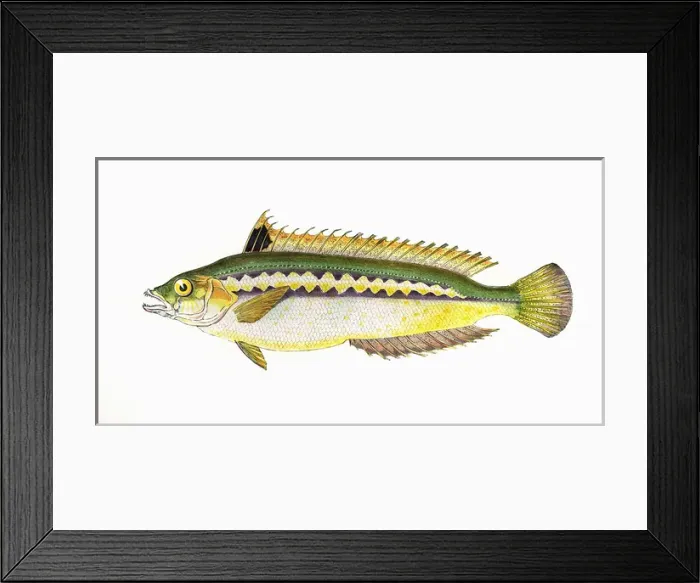 Framed Print : Coris julis, or Mediterranean Rainbow Wrasse Framed Print : Coris julis, or Mediterranean Rainbow Wrasse