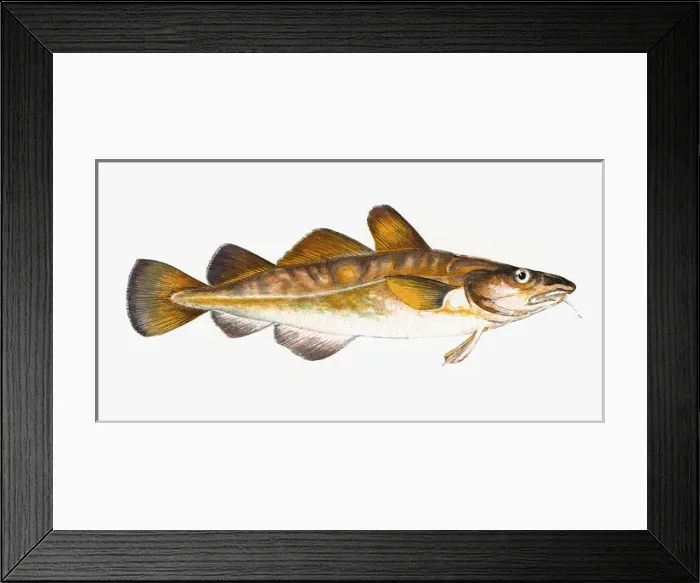 Framed Print : Gadus callarias, Baltic or Variable Cod Framed Print : Gadus callarias, Baltic or Variable Cod