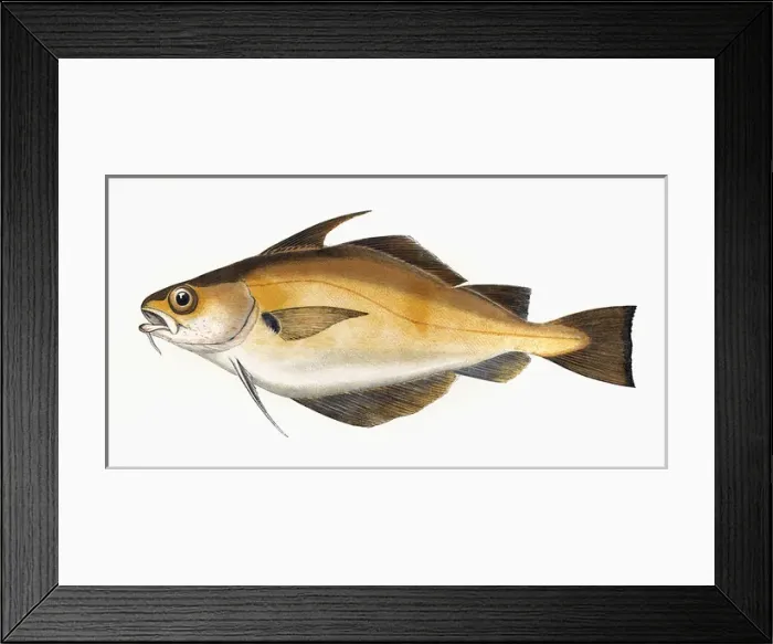 Framed Print : Trisopterus luscus, or Bib Framed Print : Trisopterus luscus, or Bib