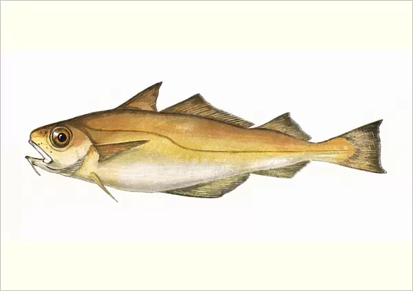Trisopterus minutus, or Poor Cod