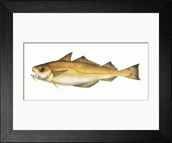 Framed Print : Trisopterus minutus, or Poor Cod Framed Print : Trisopterus minutus, or Poor Cod