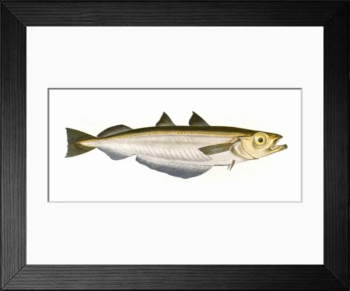 Framed Print : Micromesistius poutassou, or Blue Whiting Framed Print : Micromesistius poutassou, or Blue Whiting