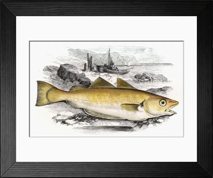 Framed Print : Merlangius merlangus, or Whiting Framed Print : Merlangius merlangus, or Whiting