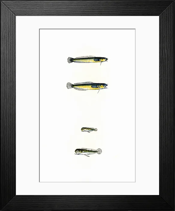 Framed Print : Mackerel Midge and Thompsons Midge Framed Print : Mackerel Midge and Thompsons Midge