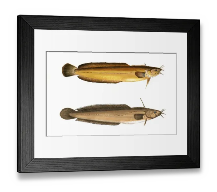 Framed Print : Five-Bearded and Four-Bearded Rockling Framed Print : Five-Bearded and Four-Bearded Rockling
