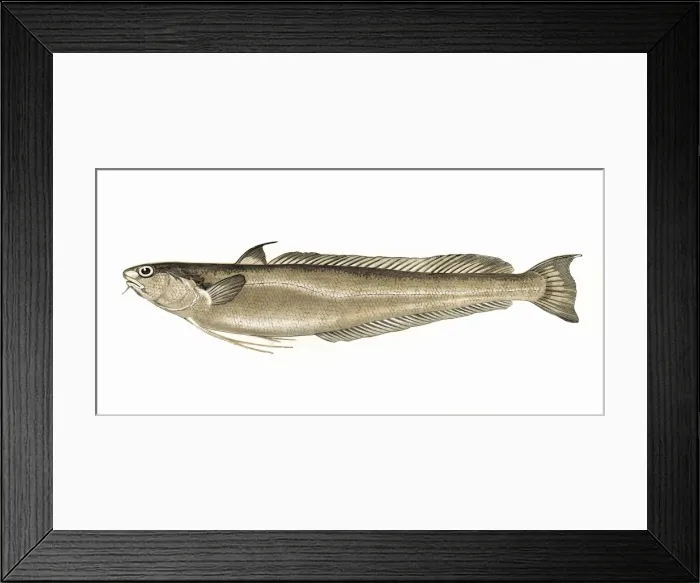 Framed Print : Phycis blennoides, or Blennoid Forkbeard Framed Print : Phycis blennoides, or Blennoid Forkbeard