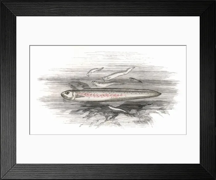 Framed Print : Ophidion barbatum, or Snake Blenny Framed Print : Ophidion barbatum, or Snake Blenny