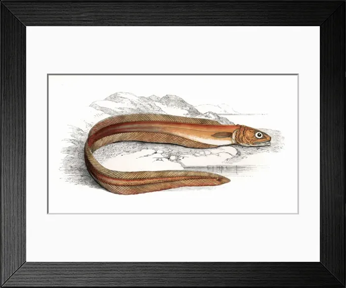 Framed Print : Echiodon dentatus, or Drummonds Echiodon Framed Print : Echiodon dentatus, or Drummonds Echiodon
