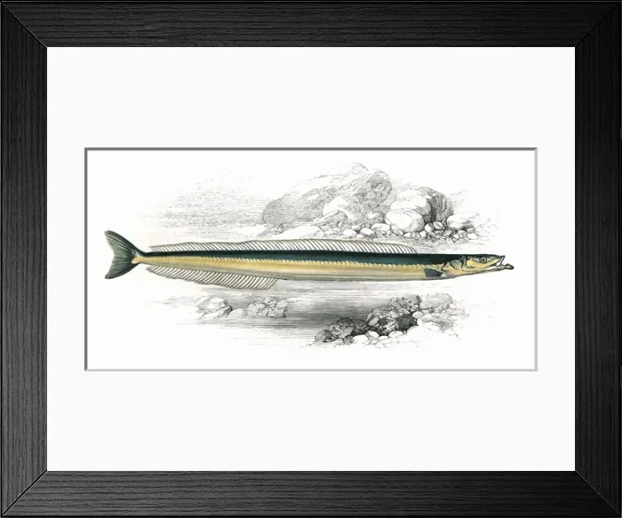 Framed Print : Gymnammodytes cicerelus, or Mediterranean Sand Eel Framed Print : Gymnammodytes cicerelus, or Mediterranean Sand Eel