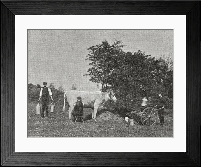 Framed Print : Princess Alice Orphanage, Sutton Coldfield - Milking Time Framed Print : Princess Alice Orphanage, Sutton Coldfield - Milking Time