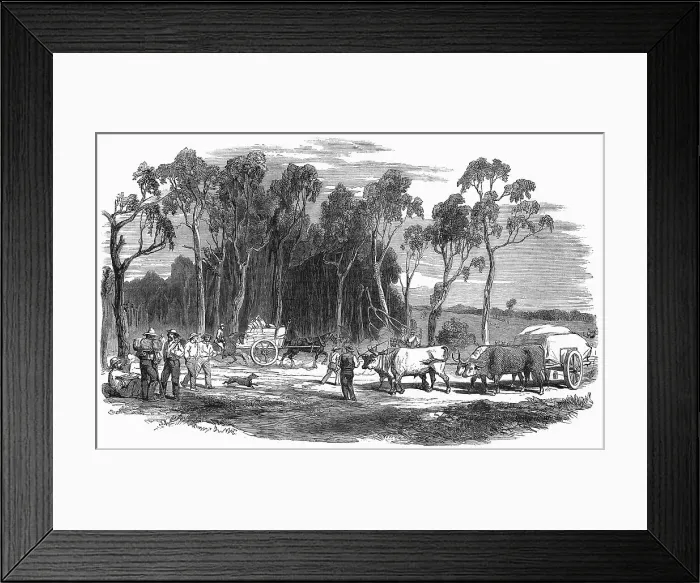 Framed Print : Gold rush in Australia Framed Print : Gold rush in Australia