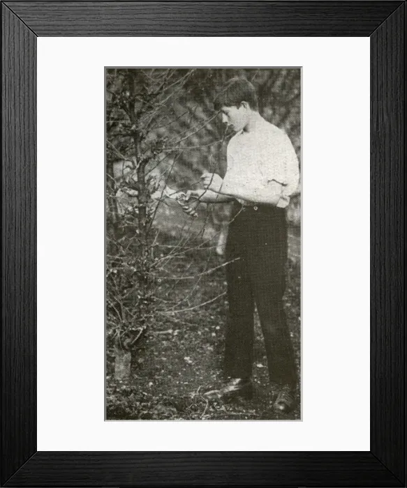 Framed Print : Barnardos Home Gardener Framed Print : Barnardos Home Gardener