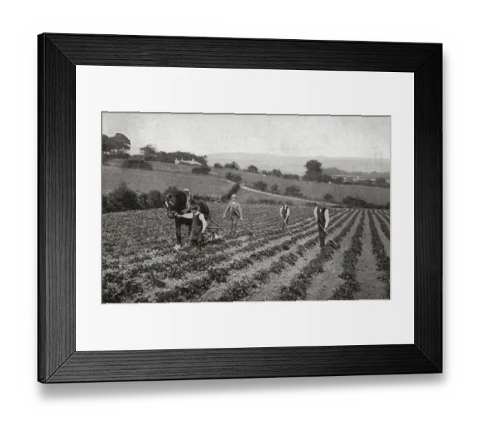 Framed Print : National Childrens Home (NCH), Frodsham - Ploughing Framed Print : National Childrens Home (NCH), Frodsham - Ploughing