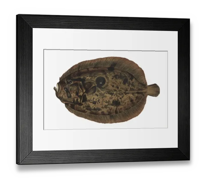 Framed Print : Zeugopterus punctatus, or Topknot Framed Print : Zeugopterus punctatus, or Topknot