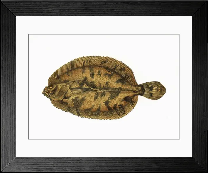 Framed Print : Phrynorhombus norvegicus, or Ekstroms Topknot Framed Print : Phrynorhombus norvegicus, or Ekstroms Topknot